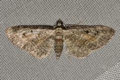 Eupithecia icterata