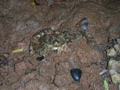 Fejervarya limnocharis