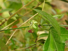 Passiflora suberosa