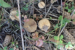 Suillus bovinus