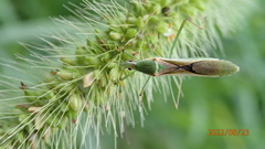 Leptocorisa chinensis
