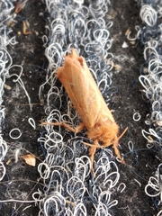 Triodia sylvina