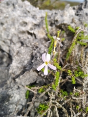 Jamesbrittenia calciphila