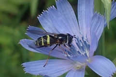 Dasysyrphus tricinctus