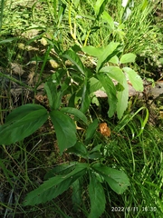 Comarum palustre