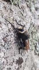Laphria gibbosa