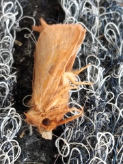 Triodia sylvina
