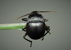 Accanthopus velikensis