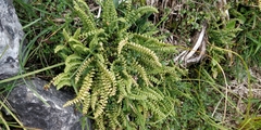 Asplenium viride