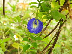 Clitoria ternatea