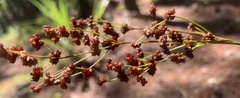 Juncus biflorus