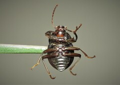 Accanthopus velikensis