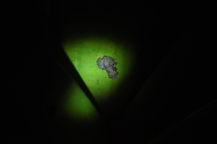 Anura