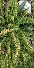 Asplenium viride