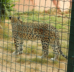 Panthera pardus tulliana