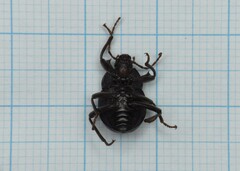 Accanthopus velikensis