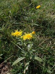 Pentanema salicinum