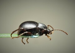 Accanthopus velikensis