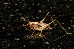 Tettigoniinae