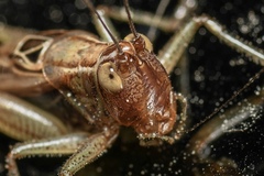 Tettigoniinae