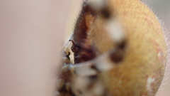 Araneus quadratus
