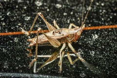 Tettigoniinae