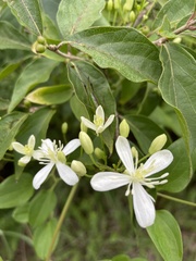 Clematis