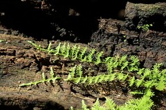 Vesicularia galerulata