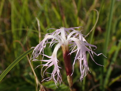 Dianthus superbus