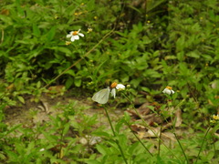 Pieris rapae crucivora