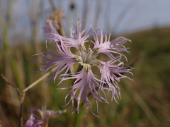 Dianthus superbus