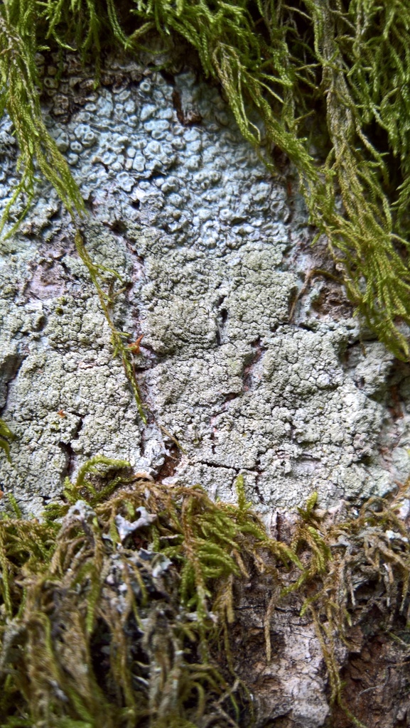 Pertusaria coronata