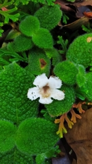 Episcia sphalera