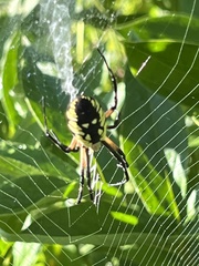 Argiope aurantia