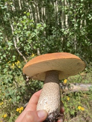Leccinum insigne