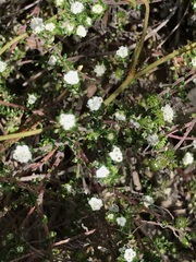 Phylica ericoides