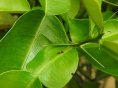 Papilionidae