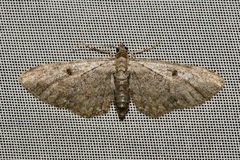 Eupithecia icterata