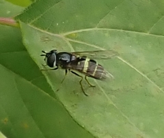 Dasysyrphus tricinctus