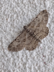 Peribatodes rhomboidaria