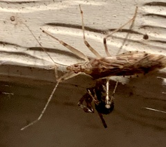 Rocconota annulicornis