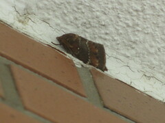 Dendrolimus superans