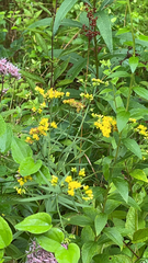 Euthamia graminifolia