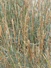 Elymus repens
