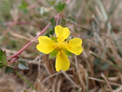 Potentilla anglica