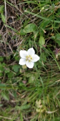 Parnassia palustris