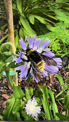 Bombus pensylvanicus