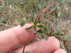 Potentilla anglica