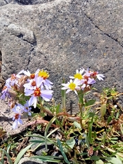 Tripolium pannonicum