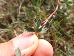 Potentilla anglica